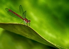Rote Libelle